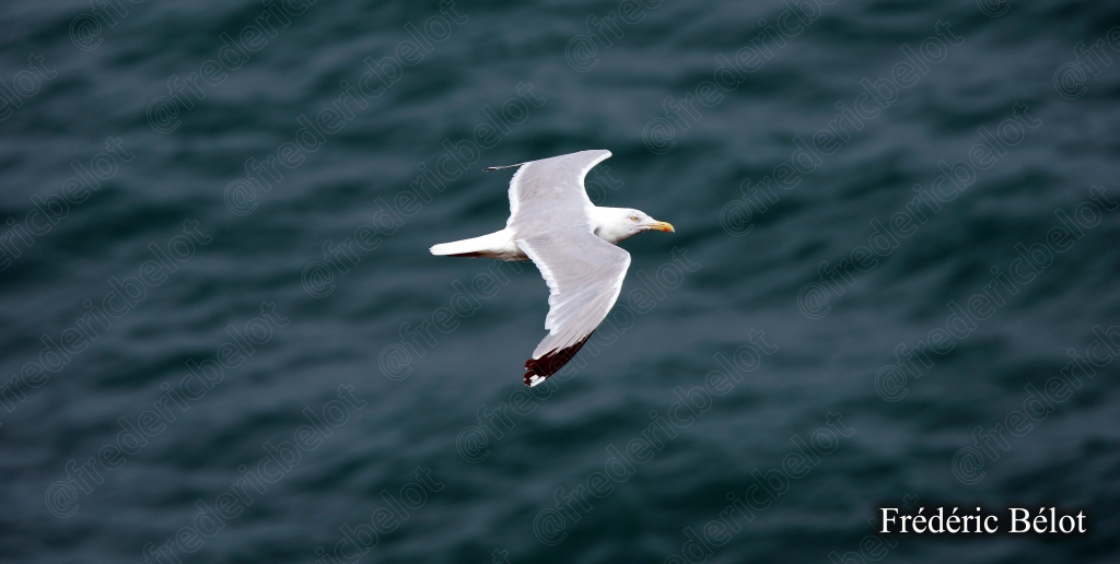 Une mouette rieuse plane au ras de l'eau sombre.