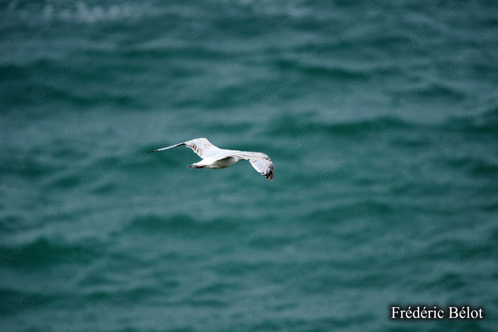 Une mouette en vol plané au-dessus d'une mer vert émeraude.