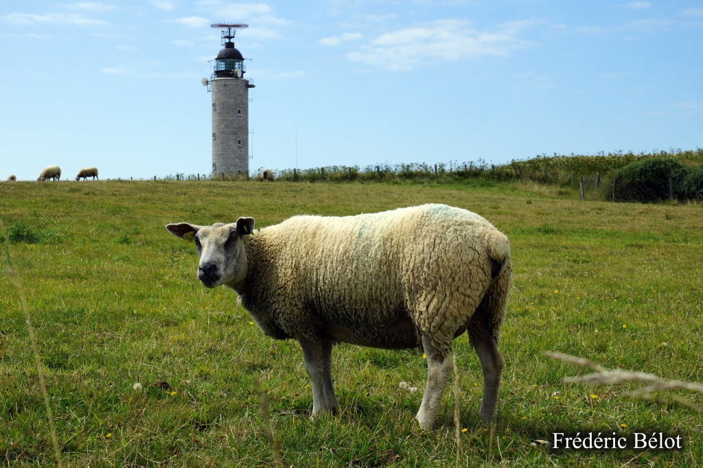 Un mouton broute dans un pré au pied du phare, sous un grand ciel bleu.