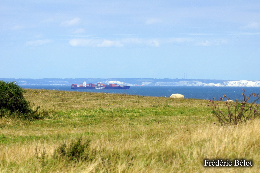 Un mouton broute dans un pré, le phare du Cap Gris-Nez en arrière-plan.