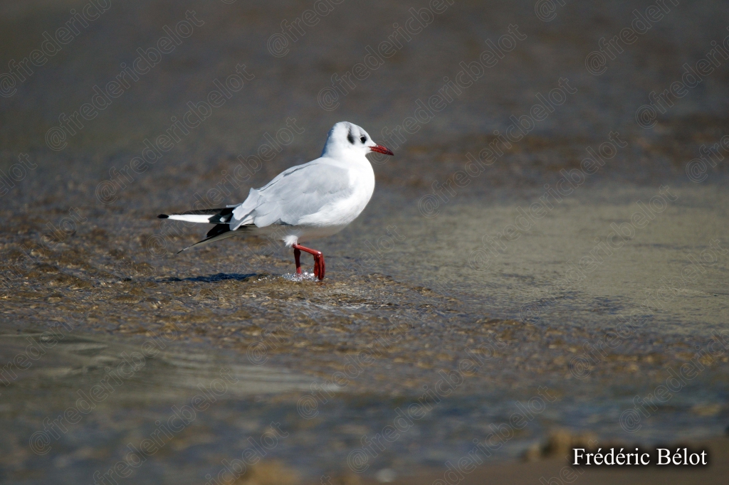 Deux épuisettes de pêche à pied posées contre un seau, sur le sable.