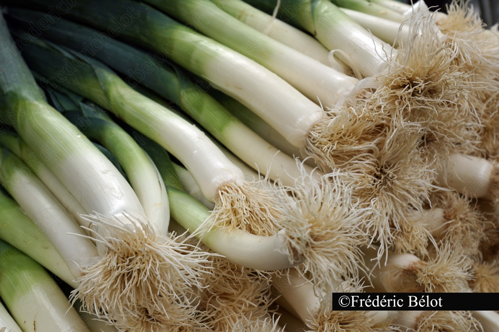 Un bouquet de poireaux frais aux racines fournies.