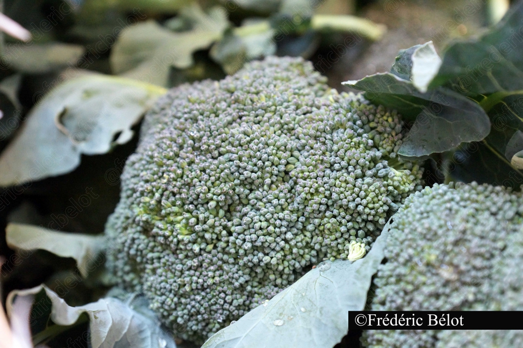 Un brocoli frais présenté en gros plan sur un étal.