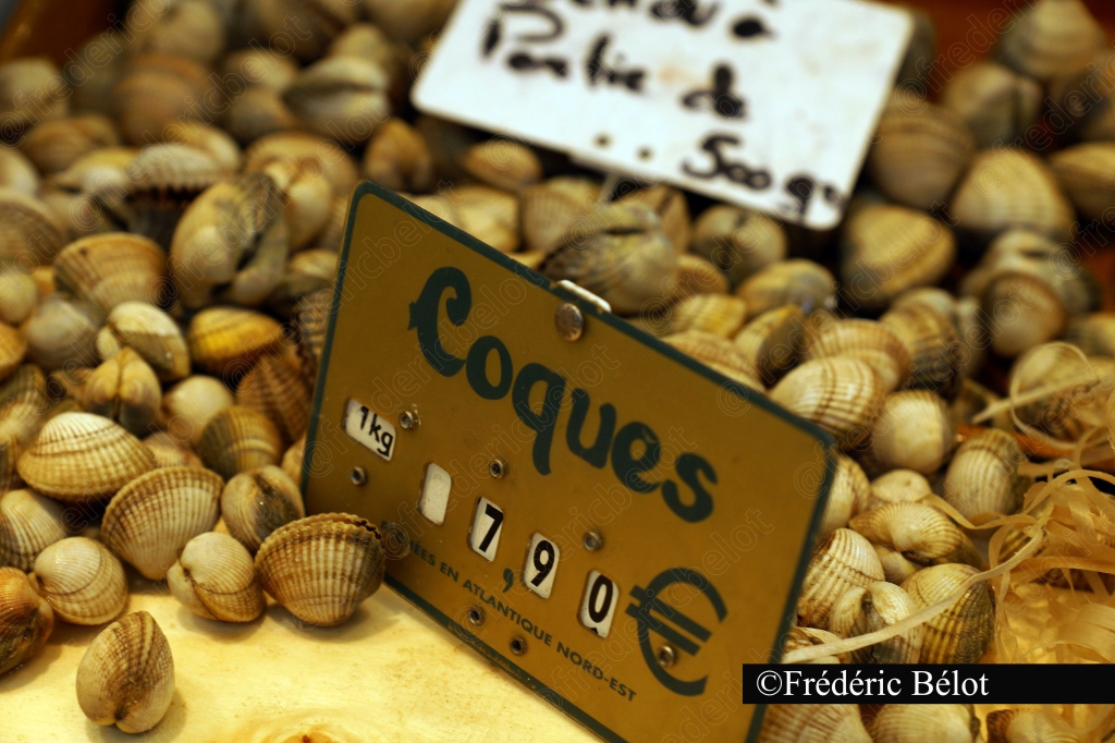 Des coques fraîches en vrac, étiquette de prix "Coques".