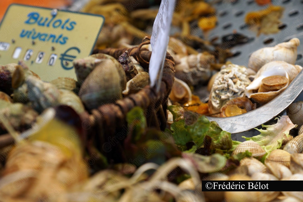 Des bulots vivants présentés sur un étal, étiquette de prix.