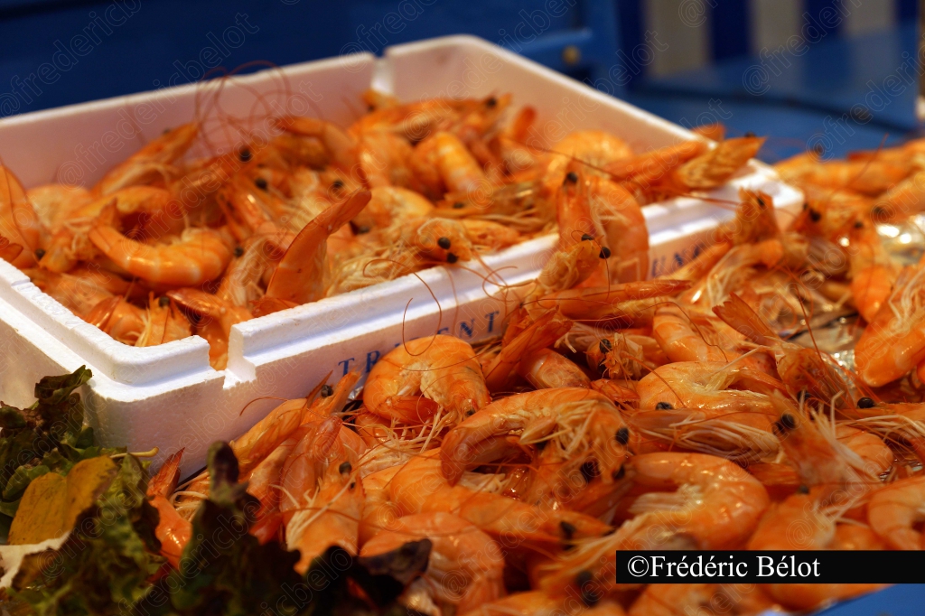 Des crevettes grises fraîches présentées en vrac.
