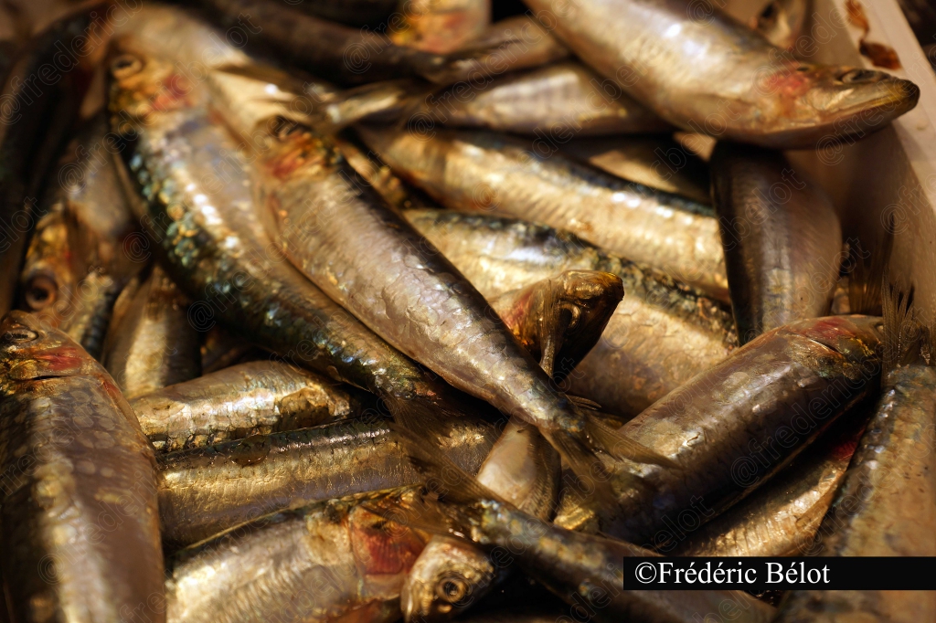Des sardines fraîches en vrac présentées sur un étal.