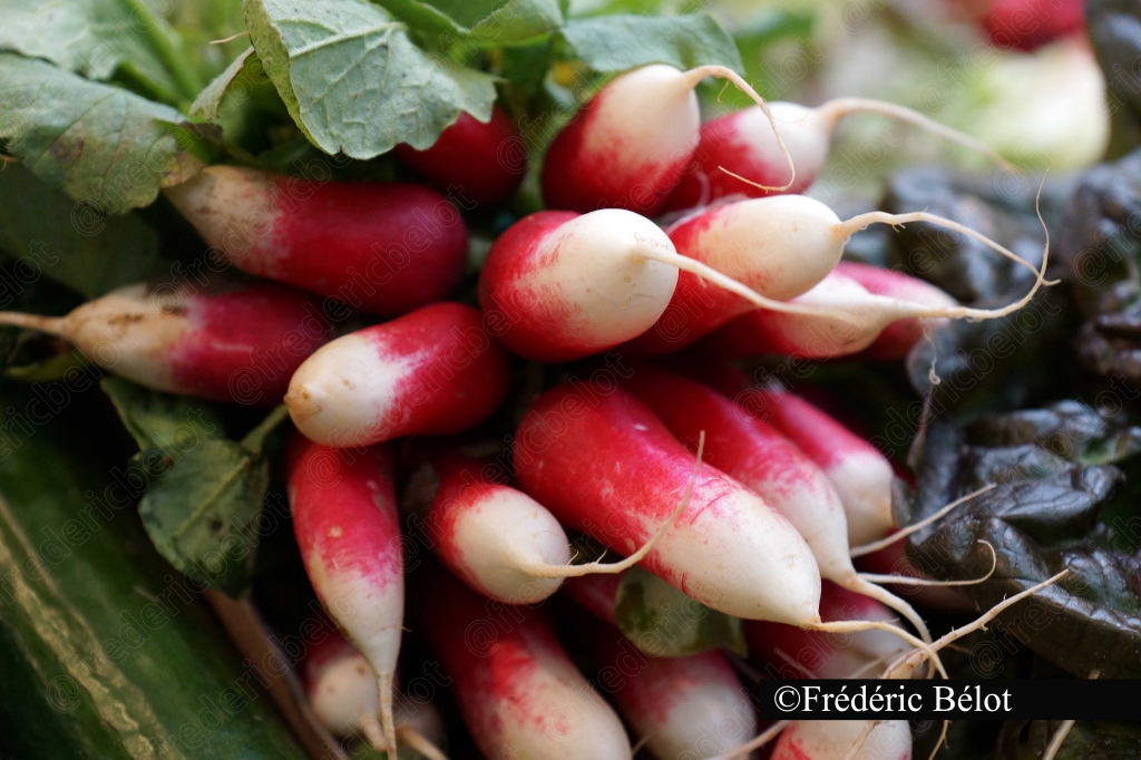 Un bouquet de radis roses et blancs présenté en gros plan.