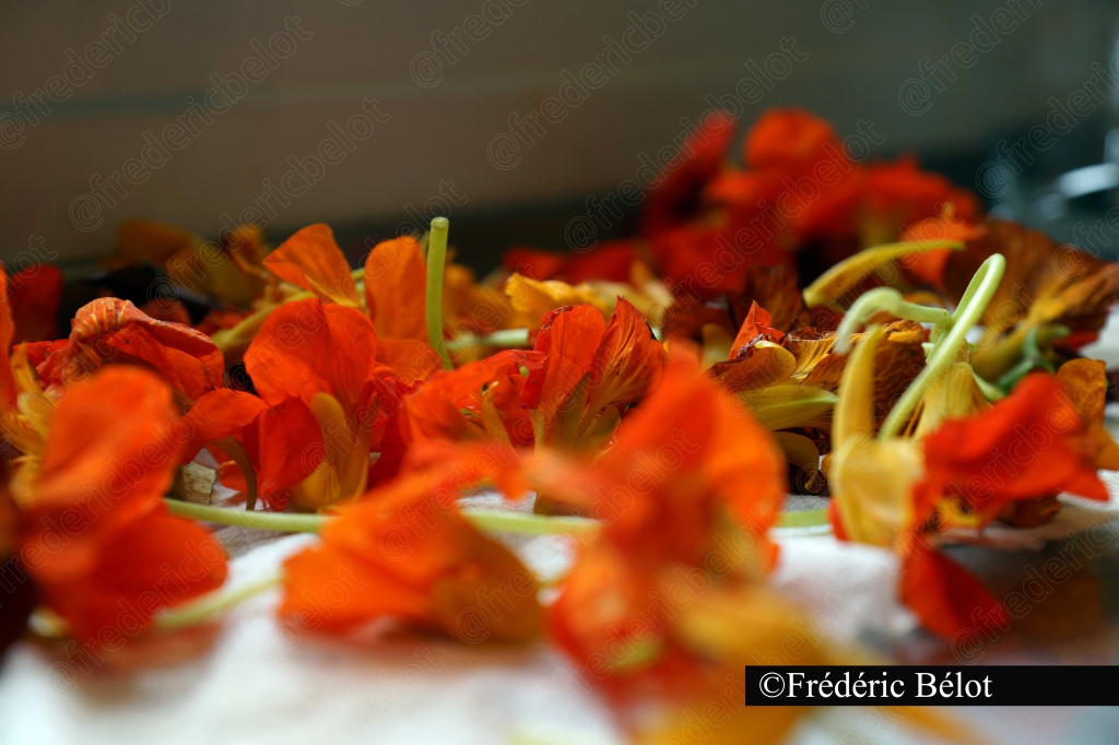 Des fleurs comestibles rouges et oranges disposées sur un plateau.