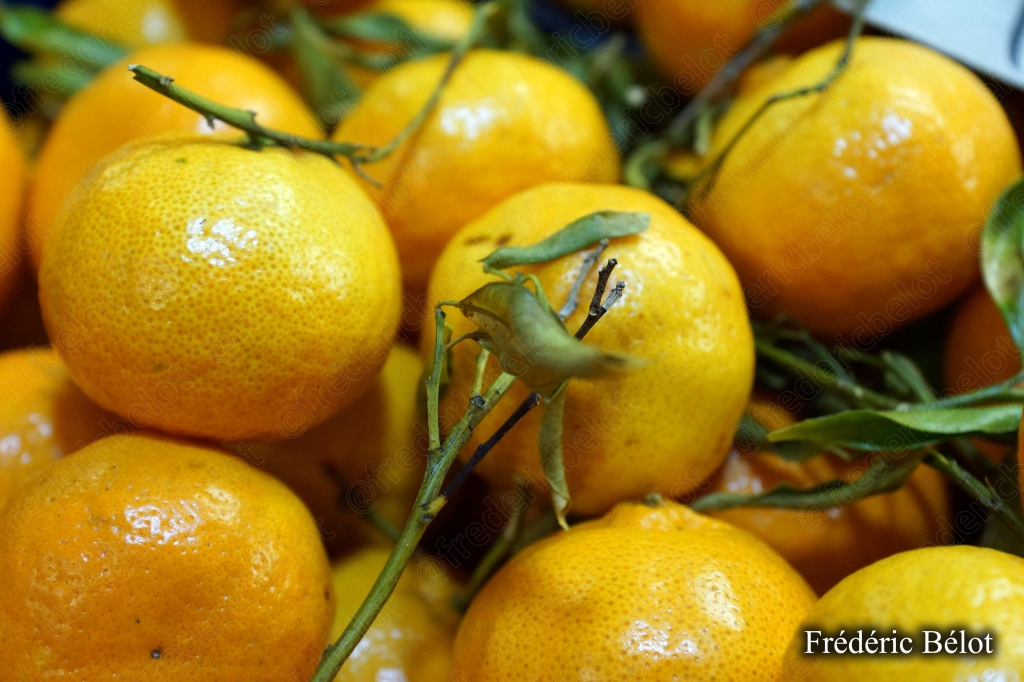 Des mandarines fraîches présentées en tas avec leurs feuilles.