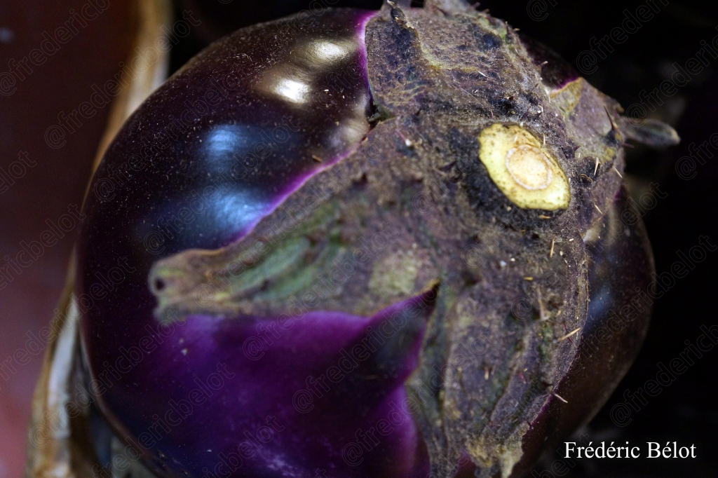 Une aubergine violette de forme atypique posée sur l'étal.