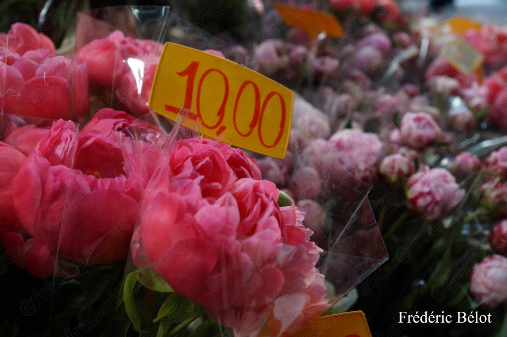 Des pivoines roses présentées en bouquet, étiquette de prix.