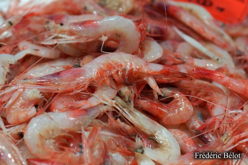 Des crevettes roses fraîches présentées en vrac sur un étal.