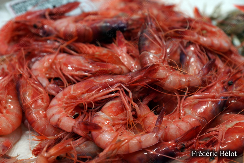 Des crevettes roses fraîches présentées en gros plan.