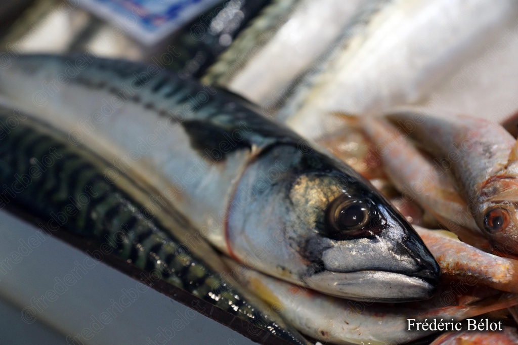 Un maquereau frais présenté en gros plan sur un étal de poissonnier.