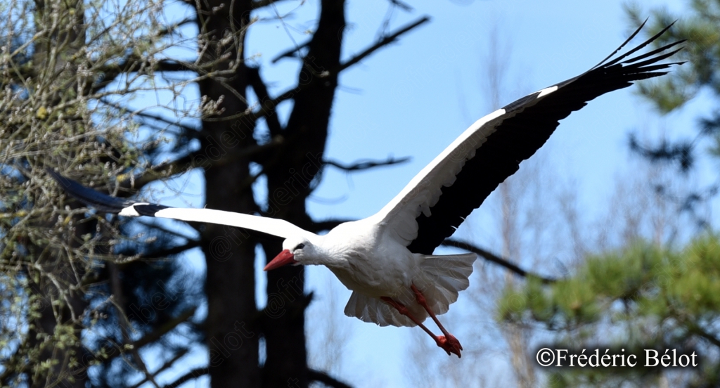 Une cigogne blanche prend son envol entre les arbres, ailes largement déployées.