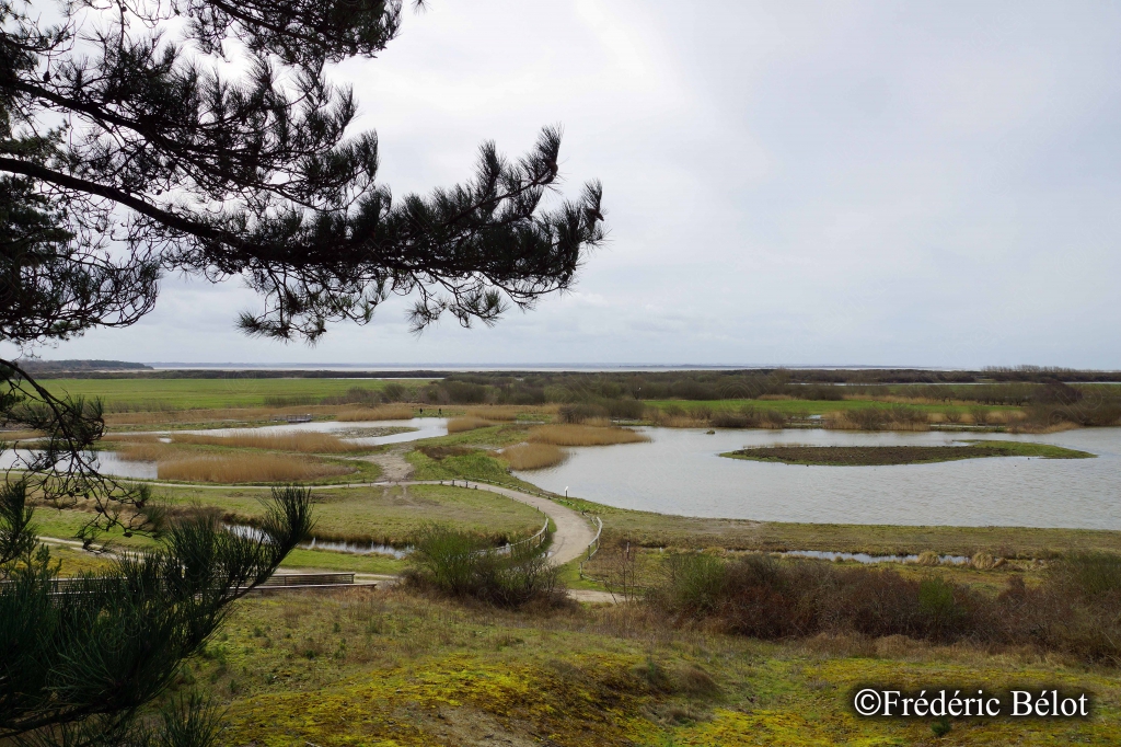 Vue aérienne sur les mares et chenaux sinueux de la réserve du Marquenterre.