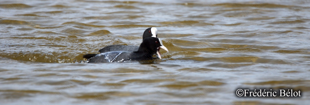 Une foulque macroule nage seule sur une eau calme et sombre.
