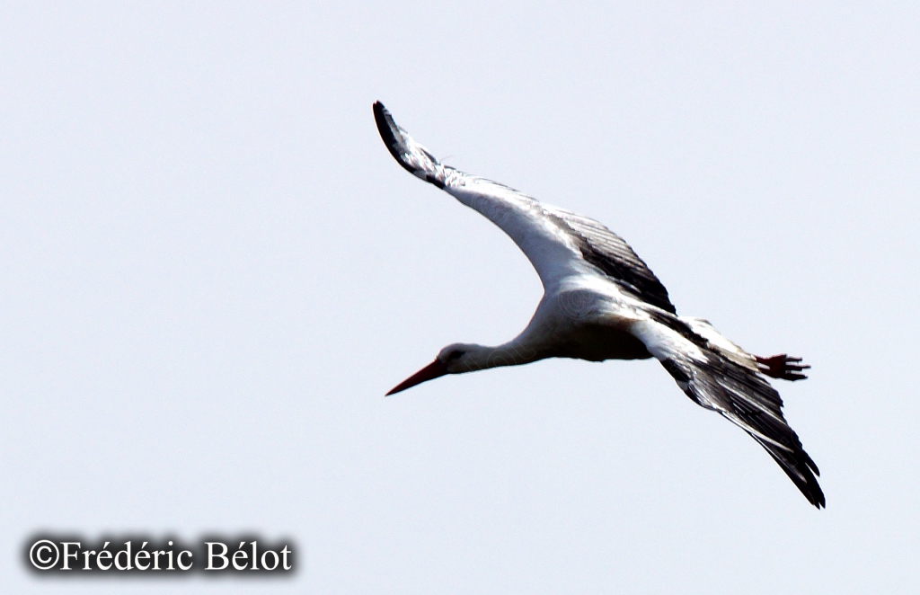 Une avocette élégante en plein vol, silhouette noire et blanche sur ciel clair.