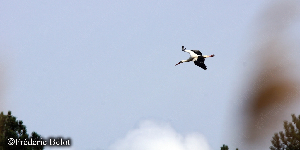 Une avocette s'envole au-dessus de l'eau, ailes déployées.