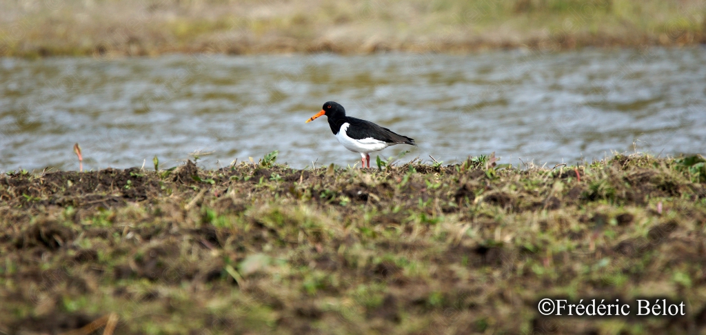 Un huîtrier pie, bec orange vif, se tient au bord de l'eau.