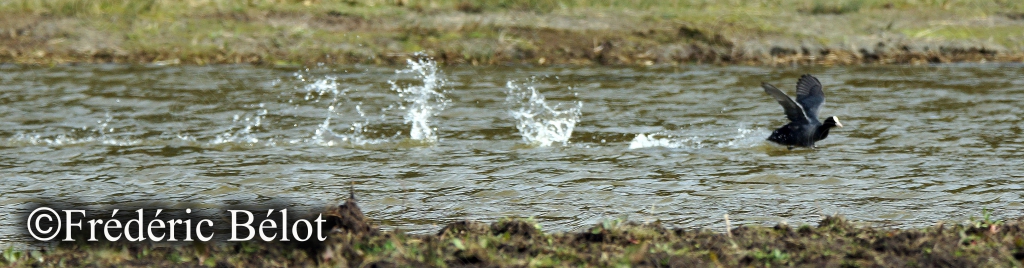 Une foulque macroule s'ébat en éclaboussant l'eau.