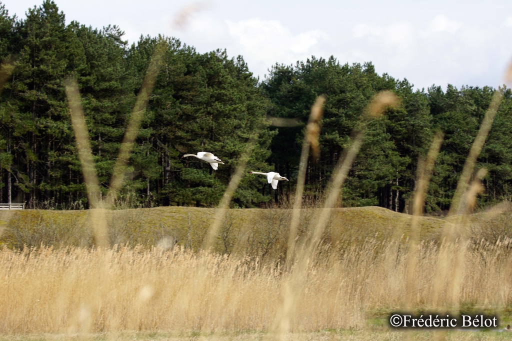 Deux oiseaux blancs volent bas devant une lisière de pins.