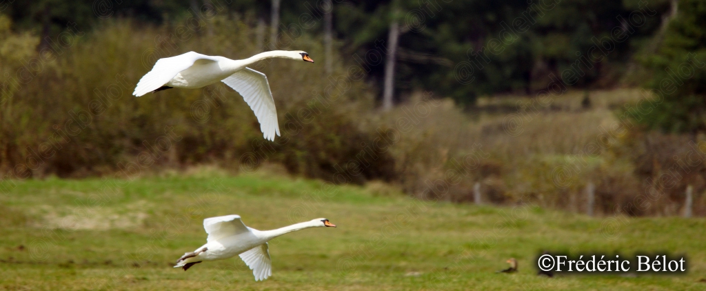 Un cygne atterrit sur l'herbe, ailes grandes ouvertes, un autre cygne au sol.
