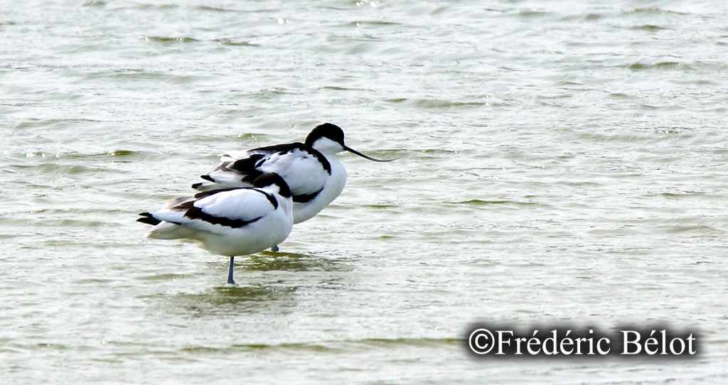 Deux avocettes se tiennent côte à côte dans une eau agitée par le vent.