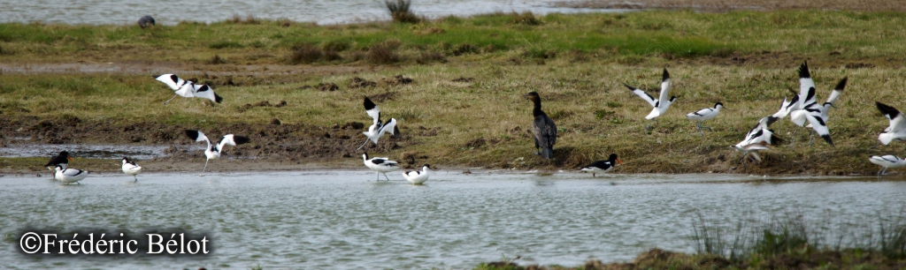 Un groupe d'oiseaux variés se rassemble au bord d'un chenal.