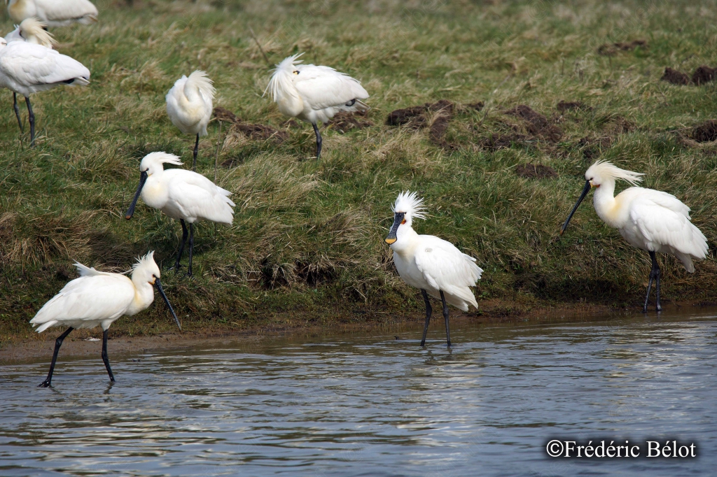Un groupe de spatules blanches marche le long d'une rive herbeuse.