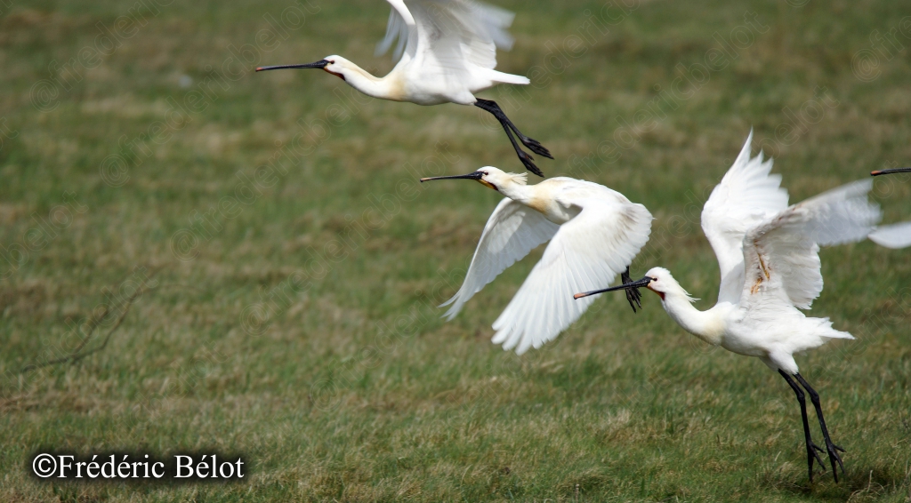 Deux spatules blanches se posent ensemble, ailes déployées en plein vol.