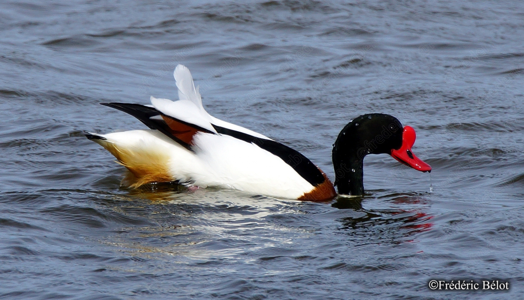Un tadorne de Belon nage, tête rouge et plumage contrasté noir, blanc et roux.