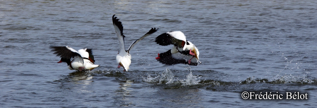 Des tadornes s'envolent en éclaboussant la surface de l'eau.