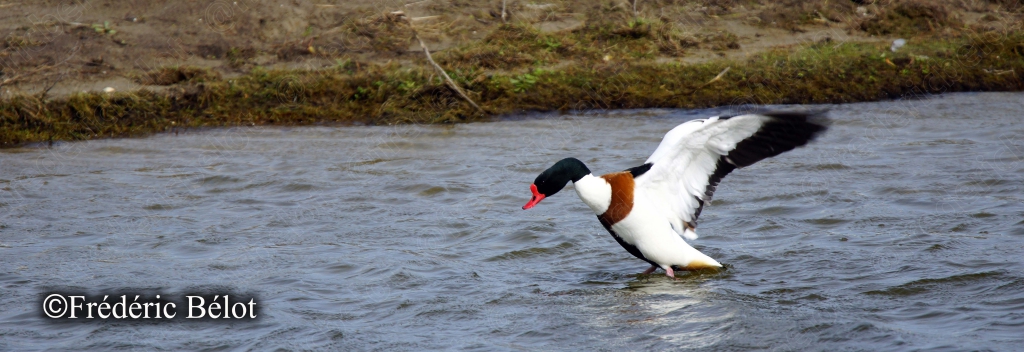 Un tadorne de Belon plonge la tête dans l'eau d'un chenal.