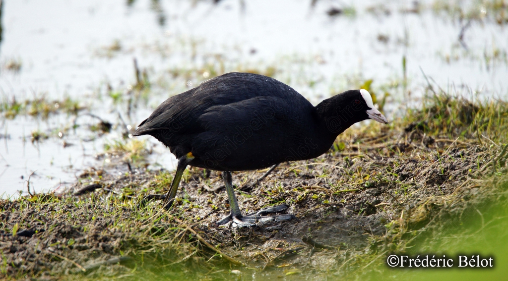 Une gallinule poule-d'eau marche au bord d'un talus herbeux.