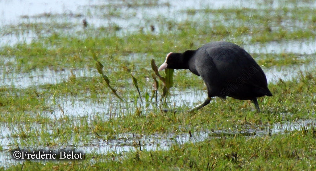 Une poule d'eau se nourrit au bord de l'eau, plumage sombre caractéristique.