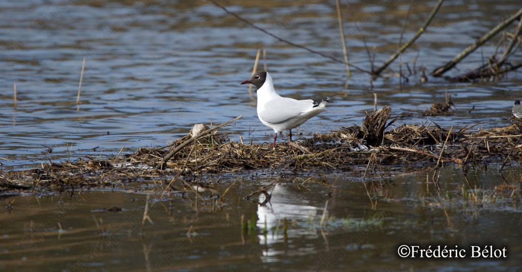 Un oiseau se pose sur l'eau au milieu de roseaux clairsemés.