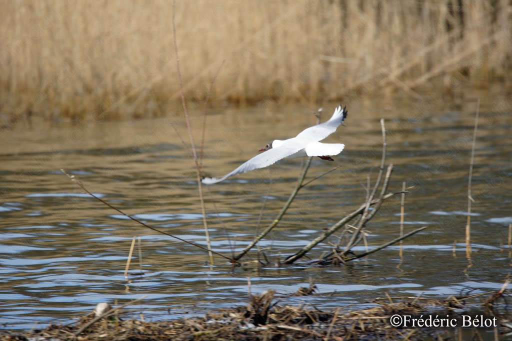Une aigrette s'envole depuis une bordure de roseaux dorés.