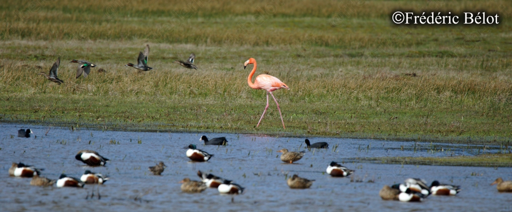 Un groupe d'oiseaux variés, dont un flamant rose, se rassemble sur une prairie humide.