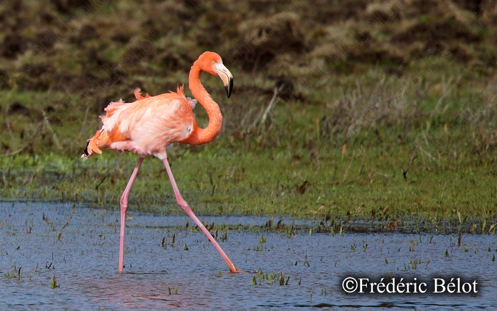 Un flamant rose se reflète dans une mare peu profonde.