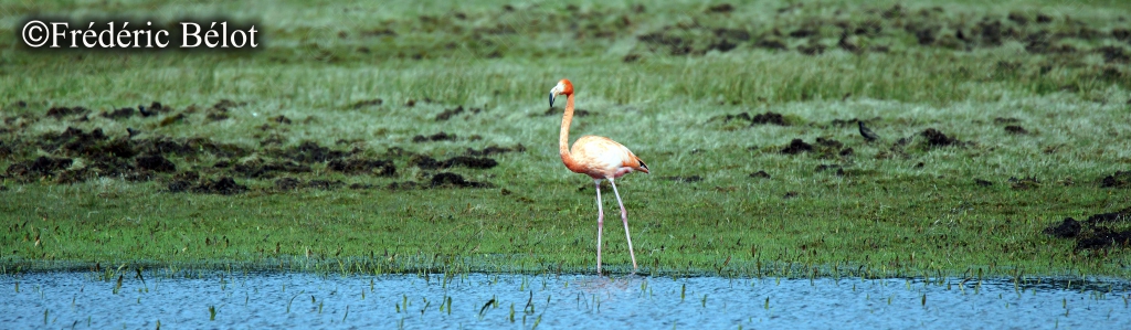Un jeune flamant rose, plumage plus pâle, marche dans l'eau peu profonde.