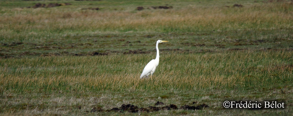 Une grande aigrette blanche se tient dressée dans l'herbe.