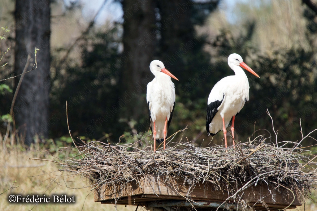 Deux cigognes blanches se tiennent debout sur leur nid de branchages.