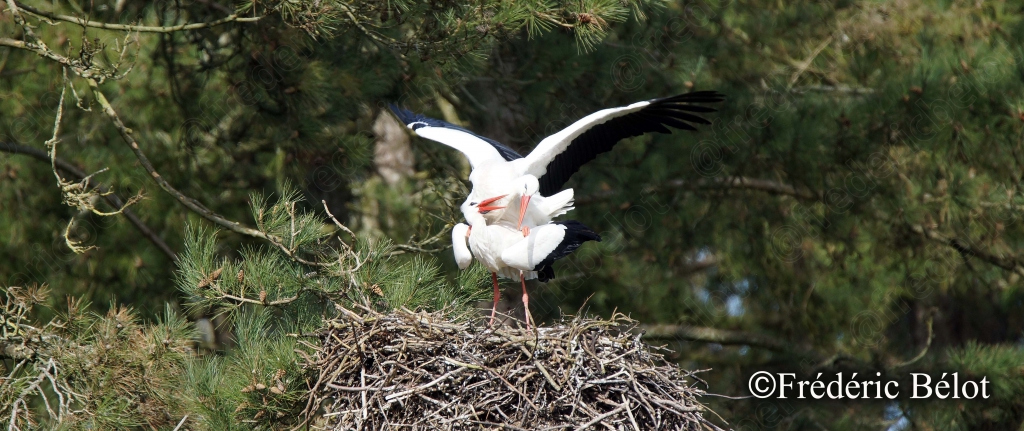 Une cigogne blanche se pose sur son nid, ailes déployées en équilibre.