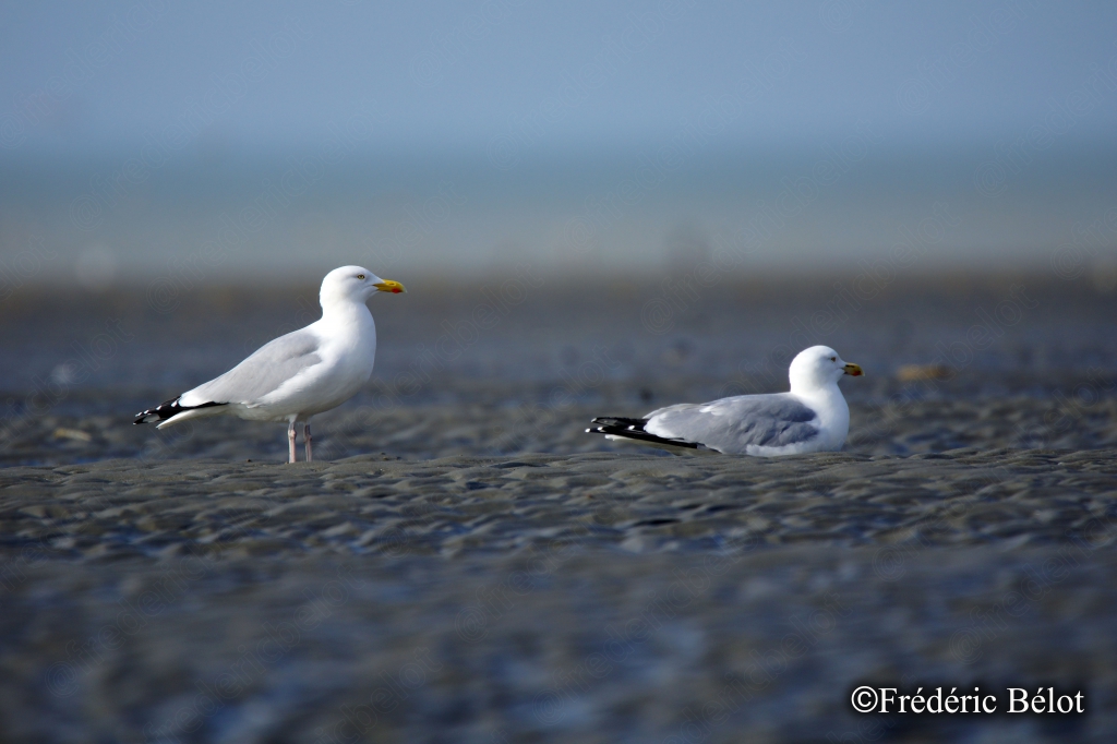 Deux goélands se tiennent sur le sable mouillé, face à la mer.
