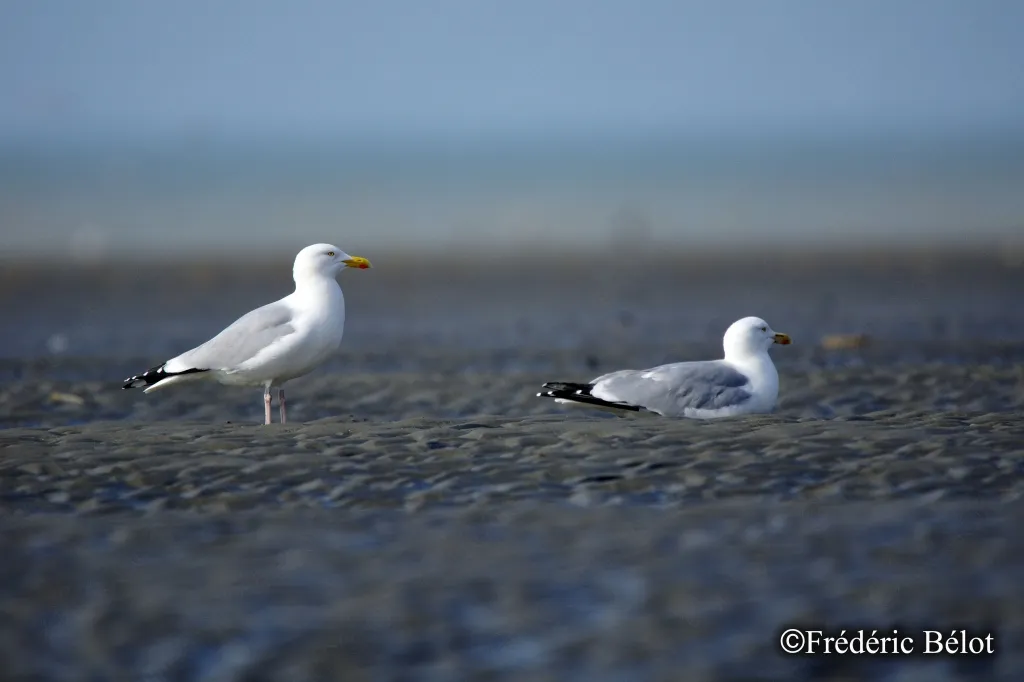Quend-Plage