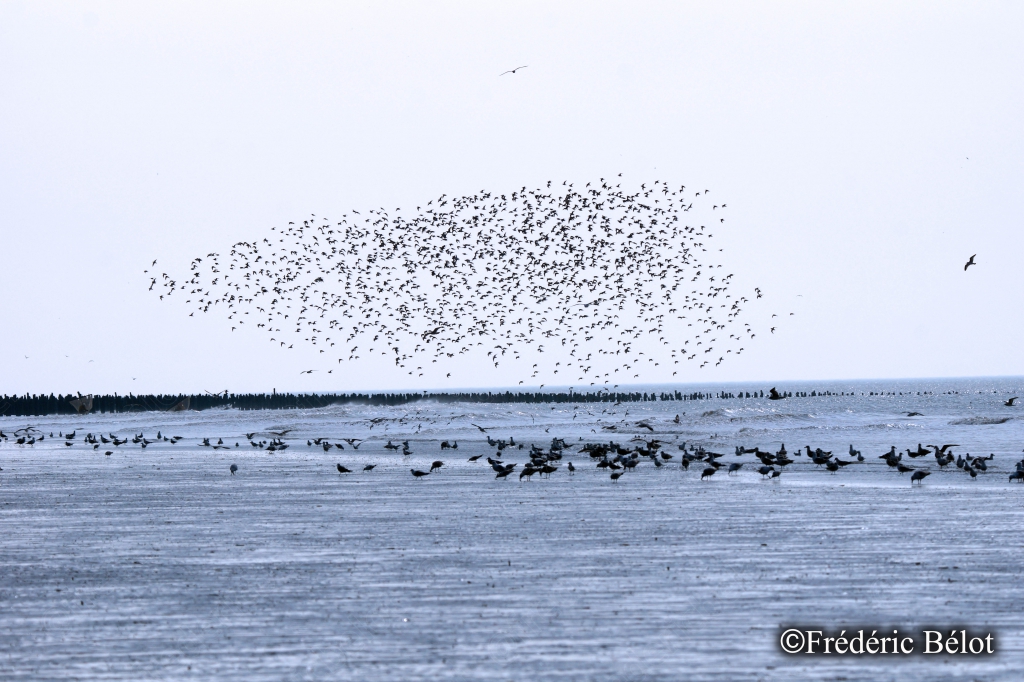 Un vaste nuage d'oiseaux migrateurs vole en groupe serré au-dessus de l'estran.