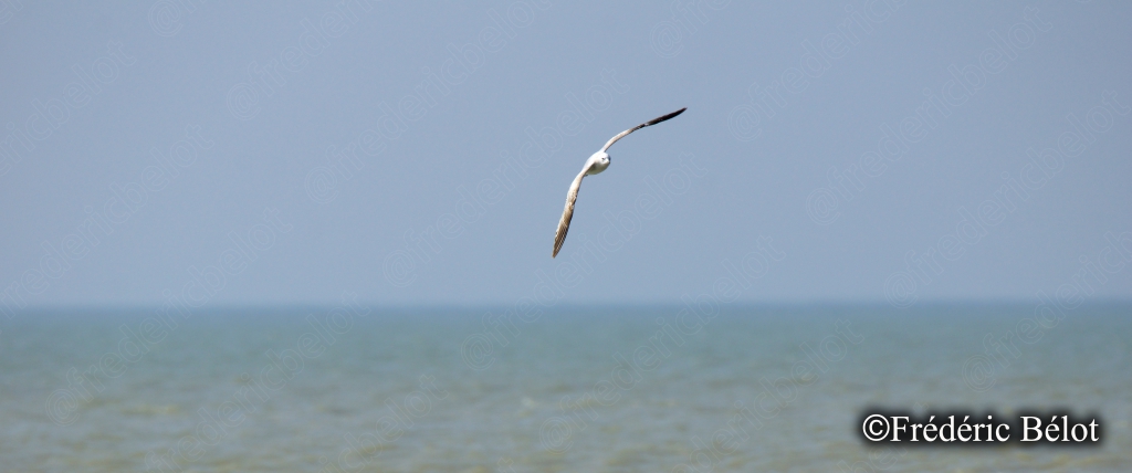 Un goéland solitaire plane dans un ciel pâle au-dessus de la mer.
