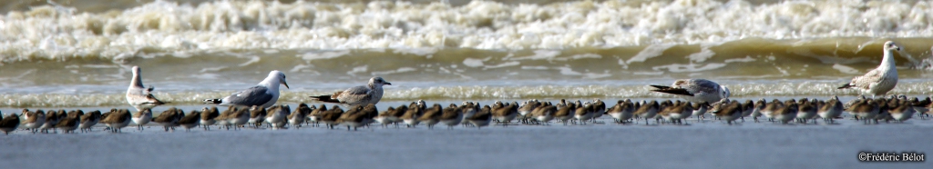Une ligne de petits oiseaux longe le bord de l'eau le long d'une plage battue par les vagues.